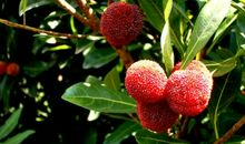 家乡的杨梅_700字