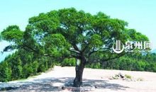 家乡的榕树_550字