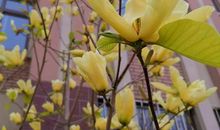 [超新星小学组]校园里的玉兰花_350字