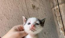 关于妹妹的作文：我的”贪吃猫”妹妹_550字