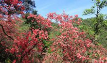 关于山的作文：映山红_1200字