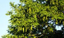 那些年，那棵树，那个人_2000字