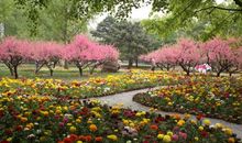 青山公园的春天_900字