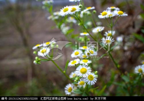 野生菊花，我爱你_600字