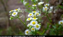 野菊花，我爱你_600字