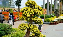 参观菊花展_600字