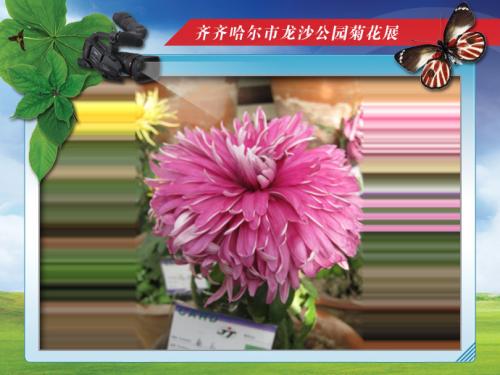 我最喜欢的菊花_900字