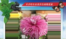 我喜爱的菊花_900字