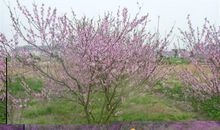 情歌故乡的后花园_2000字