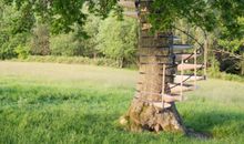 来自树干的SOS_900字