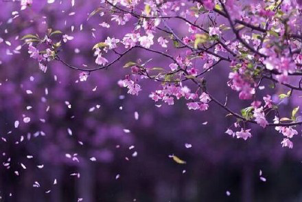 找到Mengli的梦想，在雨中飞行。