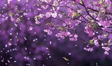 相寻梦里路，飞雨落花中。