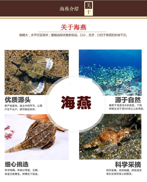 海燕_500字