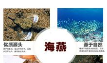 海燕_500字
