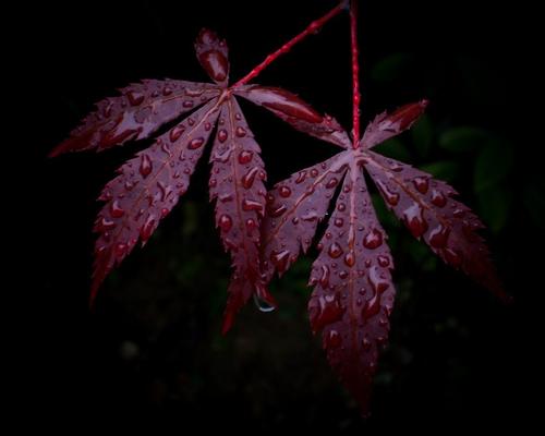 枫叶在雨中_250字