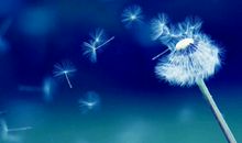 [PK赛]关于自由的作文：我们都是蒲公英_600字