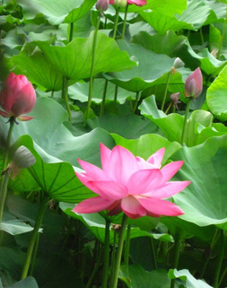 描述Lotus _250字的彩票段