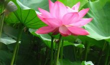 描写荷花的好句好段_250字