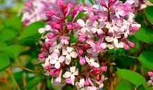 描写丁香花形态的优美段落_650字