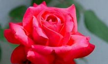 描写月季花的段落_1000字