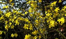 描写迎春花的段落_1500字