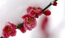 描写“梅花”的好句好段_350字