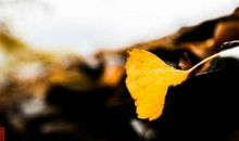 叶落?秋思_1200字