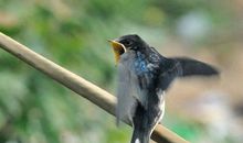 小鸟的新生_200字