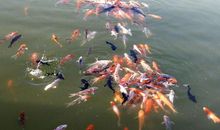 做一条自由自在的鱼_450字