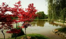 向浅洲远渚，亭亭清绝。