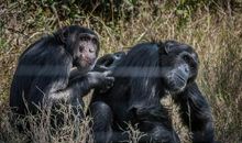 她和黑猩猩握手