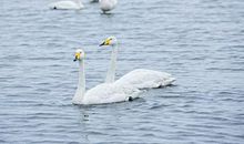 孤单的天鹅也可以很美（二）_600字