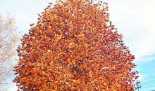 [秋天的童话]我爱秋天_700字