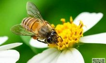 蜜蜂_800字