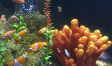 日记：我的梦想_700字