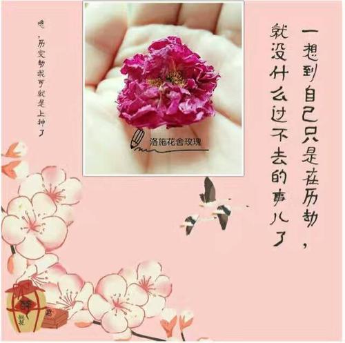 给一个玫瑰，有一只手_650字