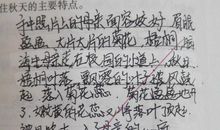 母亲的目光_700字