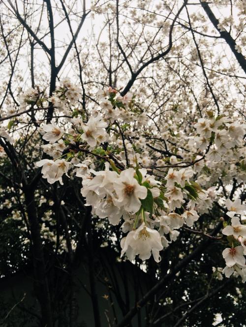 京悦花开花_700字