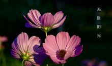 花落得那一季，是谁悲伤了曾经？_750字