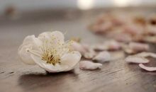 繁花落尽 序_350字