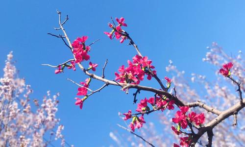 两个黄色头发故事_800字