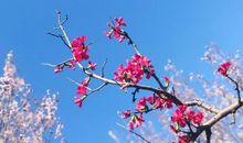 二黄毛的故事_800字