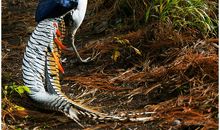 木鸡（不知）2_1200字