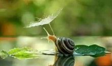 想象作文：如果蜗牛健步如飞_700字