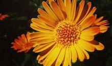 这也是一种色彩_1200字