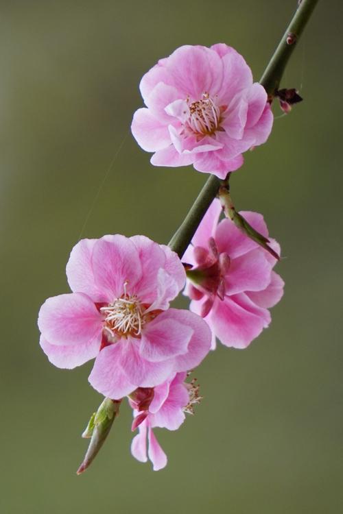 鲜花落下_800字