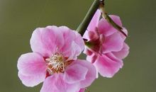 花 落 有 聲_800字