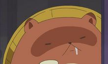 桃园那只绝代美狸猫