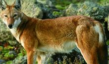 犬狼-狼王（1）_1200字