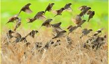 百鸟比翼大赛_250字